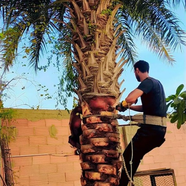 ما هو تكريب النخيل ولماذا هو مهم؟