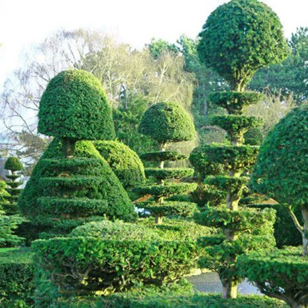 نصائح زراعية في الرياض: